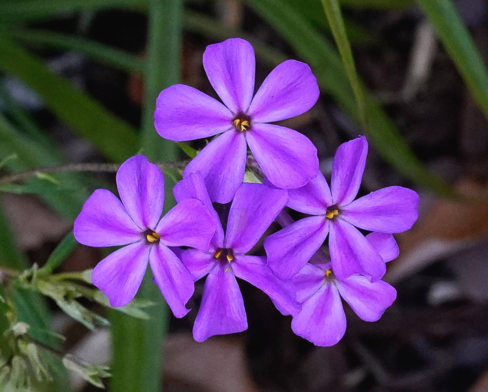 Phlox floridana cluster of vivid purple five petaled flowers above narrow leaves