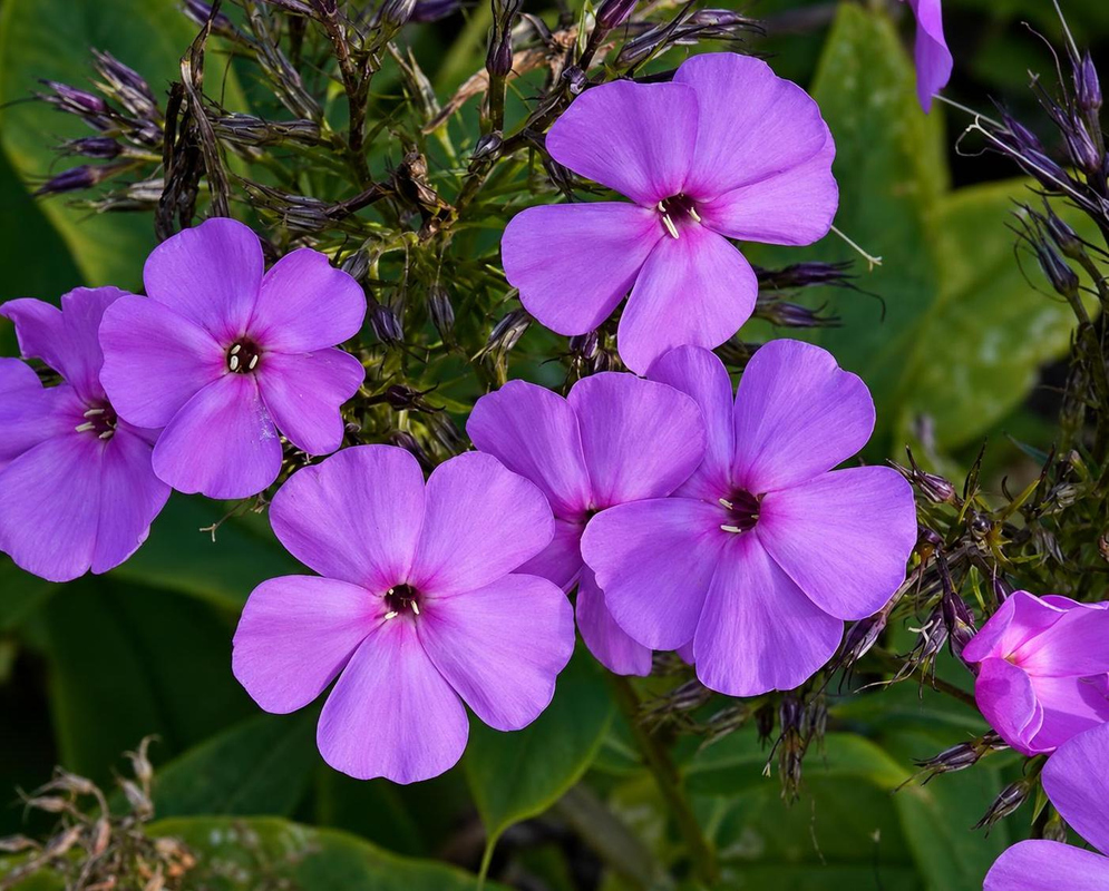 Phlox paniculata has purple flowers on leafy stems