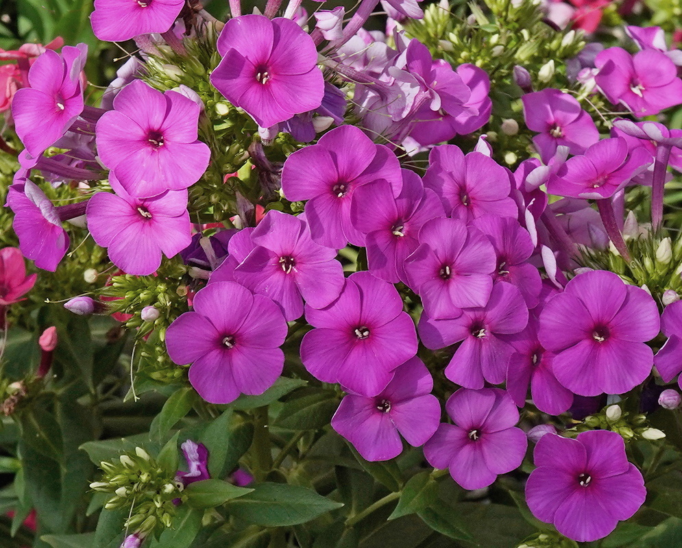 Phlox paniculata Younique Cerise dense cluster of vivid purple five petaled flowers