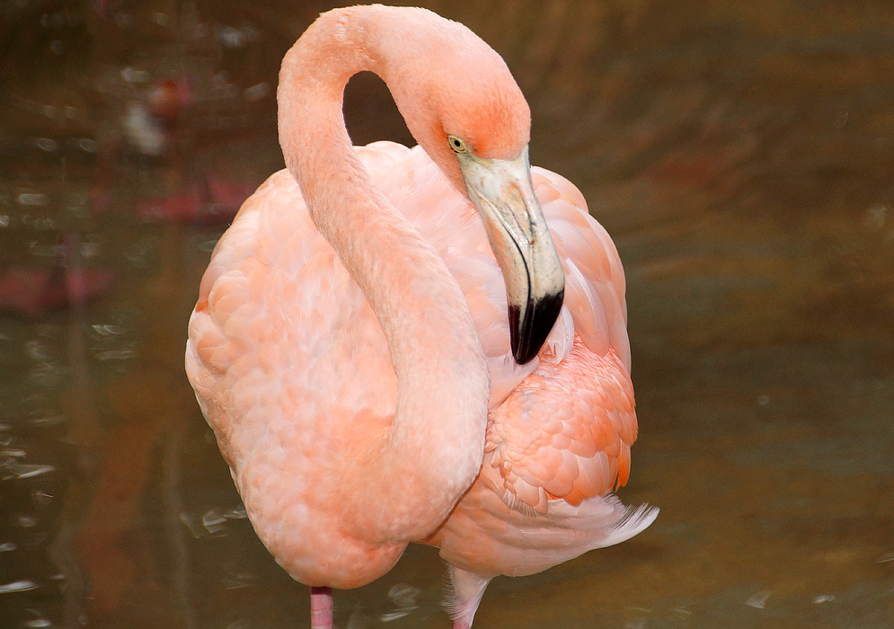 Pink American Flamingo staring at the water