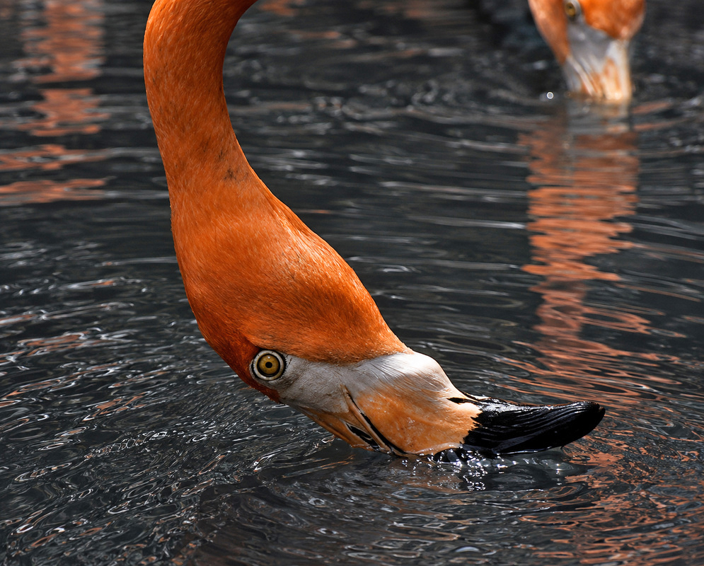 Phoenicopterus ruber Feeding A Phoenicopterus ruber feeding with its bill, head, and plumage visible
