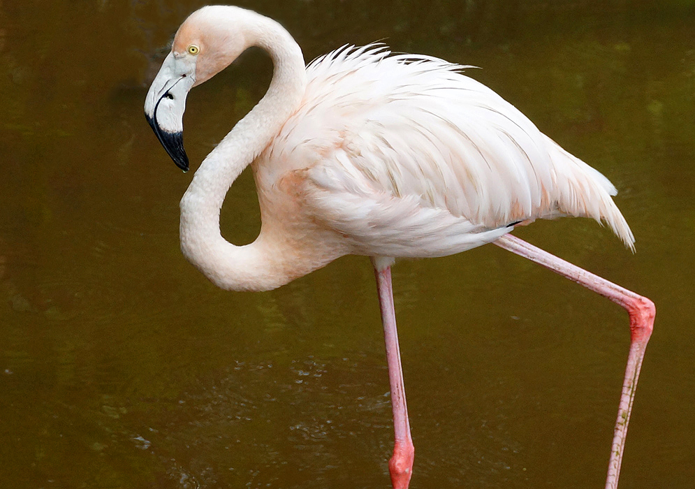 Pink American Flamingo leaving the water