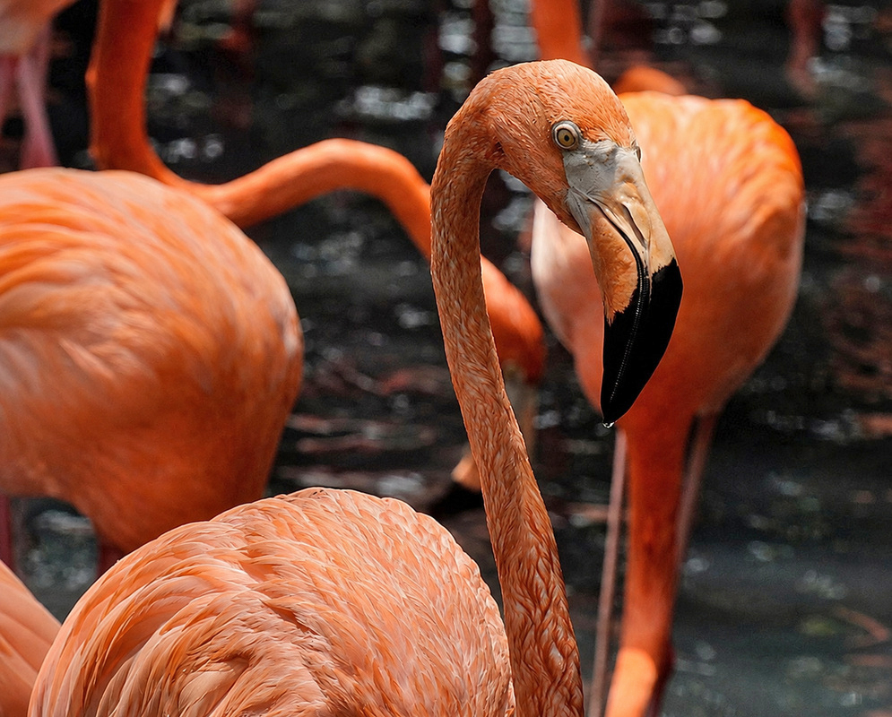 Phoenicopterus ruber Flamingos A Phoenicopterus ruber shown in a view emphasizing flamingos, with its characteristic plumage visible