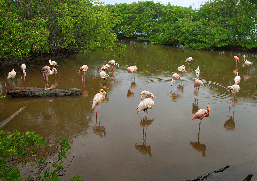 Flock of flamingos in a pond
