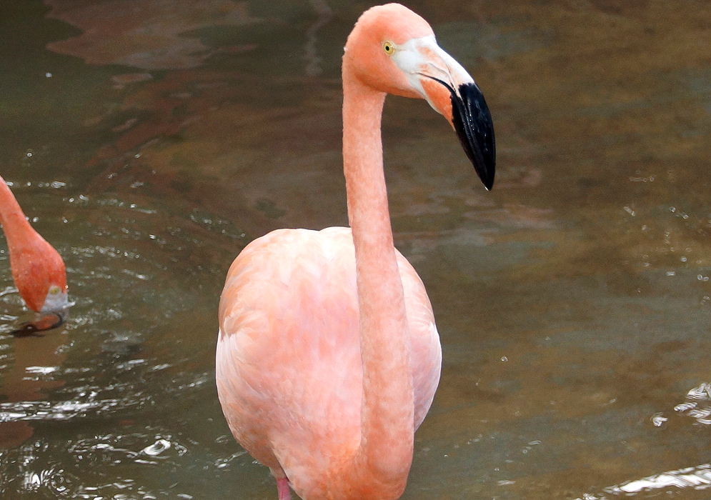 Pink American Flamingo leaving the water while another searches for food in the water