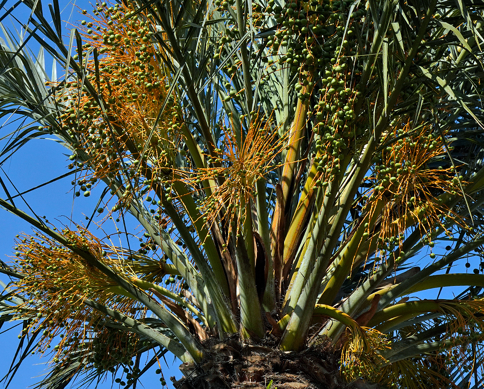 Phoenix canariensis with rusty-orange inflorescences and green fruits in sunlight