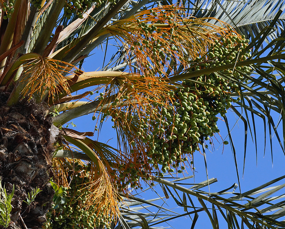 Phoenix canariensis Phoenix canariensis with rusty-orange inflorescences and green fruits under blue sky