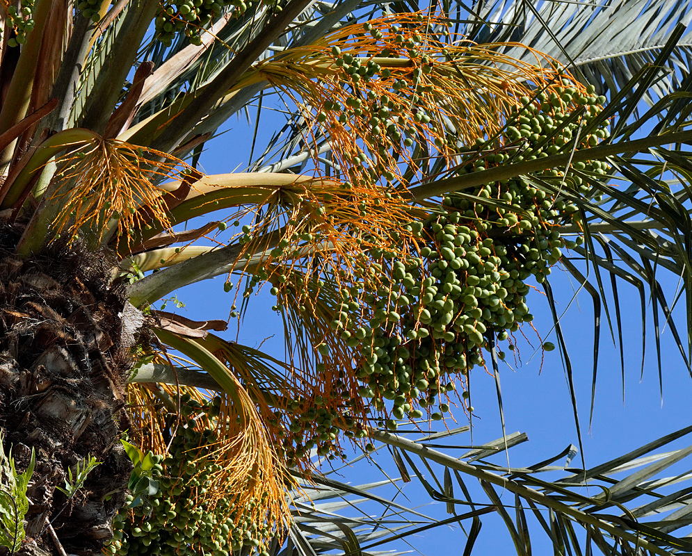 Phoenix canariensis with rusty-orange inflorescences and green fruits under blue sky