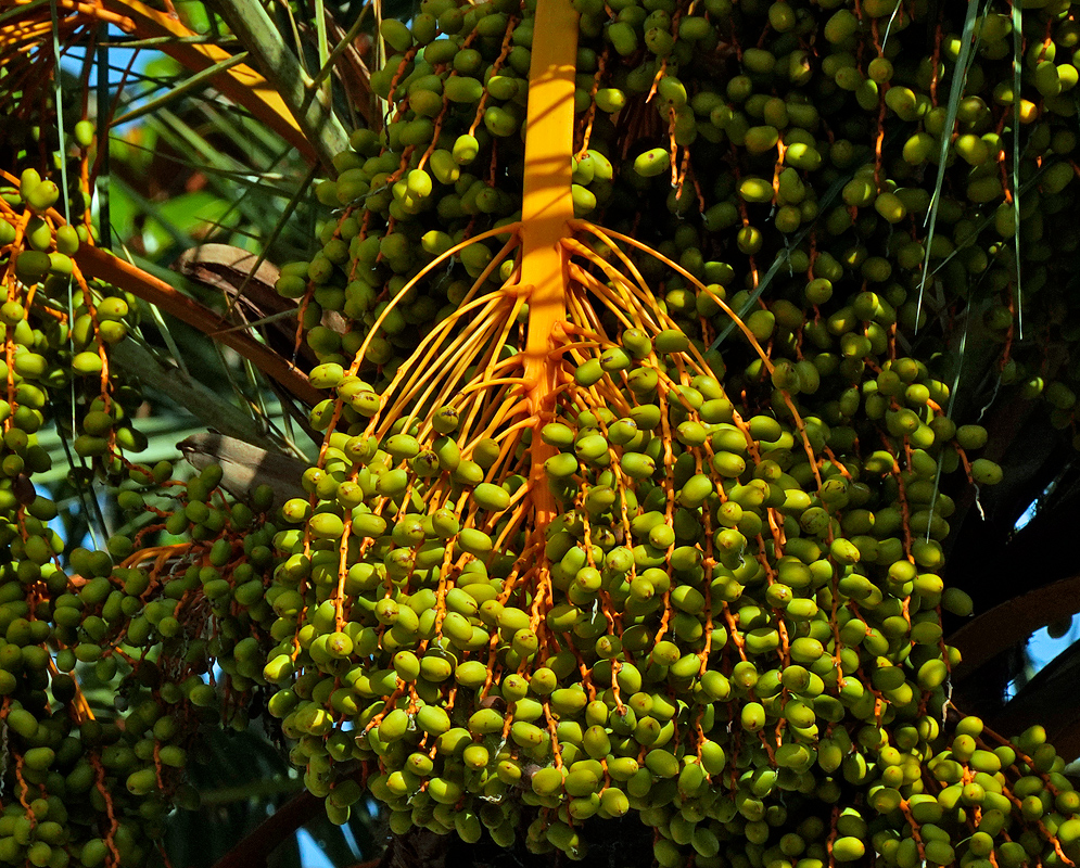 Phoenix canariensis green fruits in dabbled sunlight