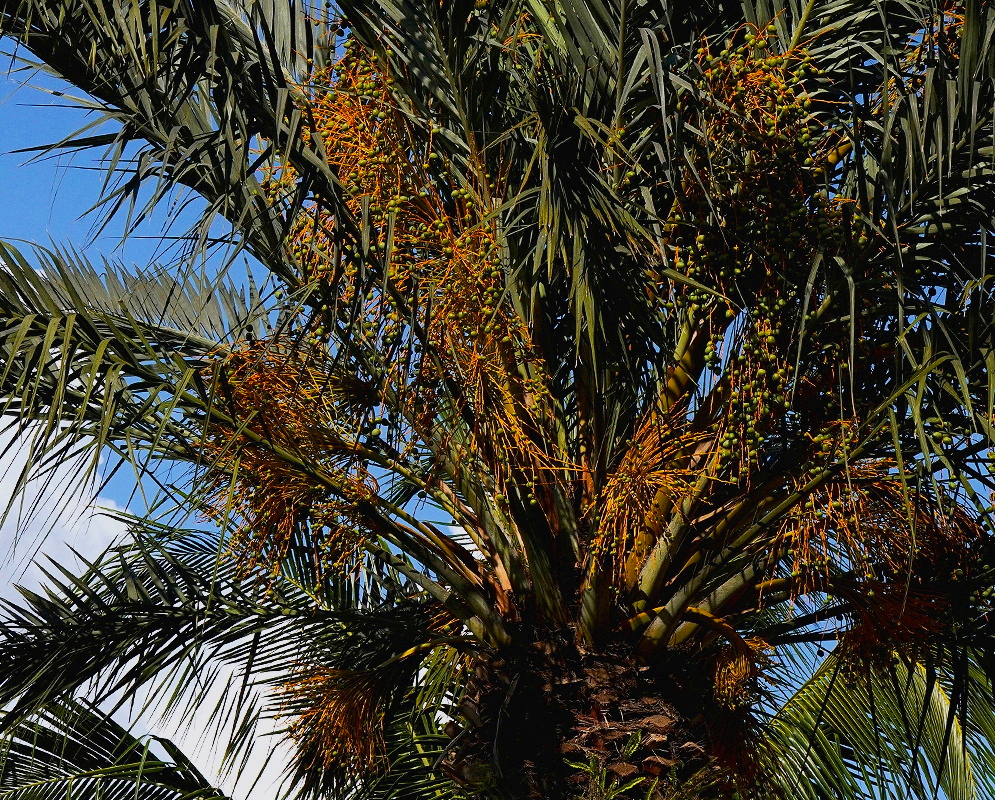Phoenix canariensis Phoenix canariensis with rusty-orange inflorescences and green fruits