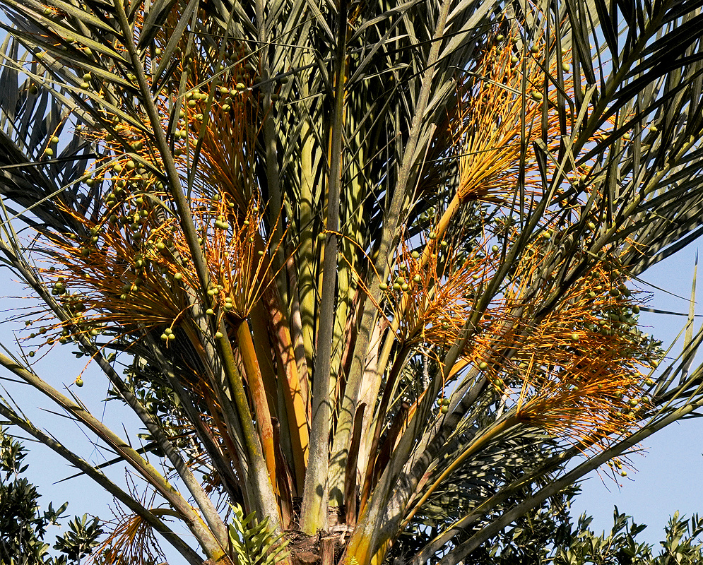 Phoenix canariensis Orange Inflorescences Multiple orange Phoenix canariensis inflorescences spreading between the palm's arching fronds