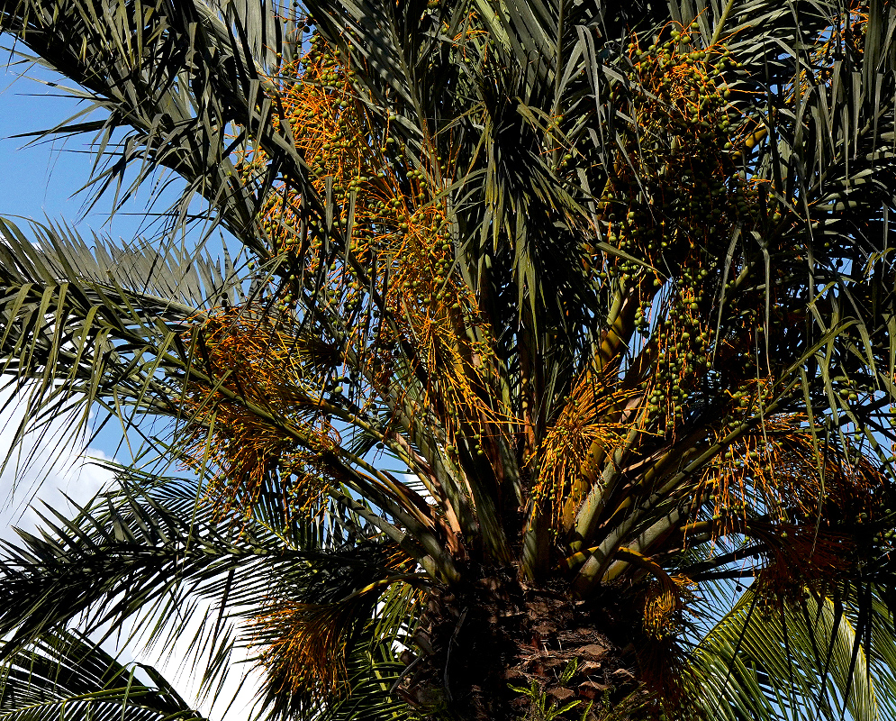 Phoenix canariensis with rusty-orange inflorescences and green fruits