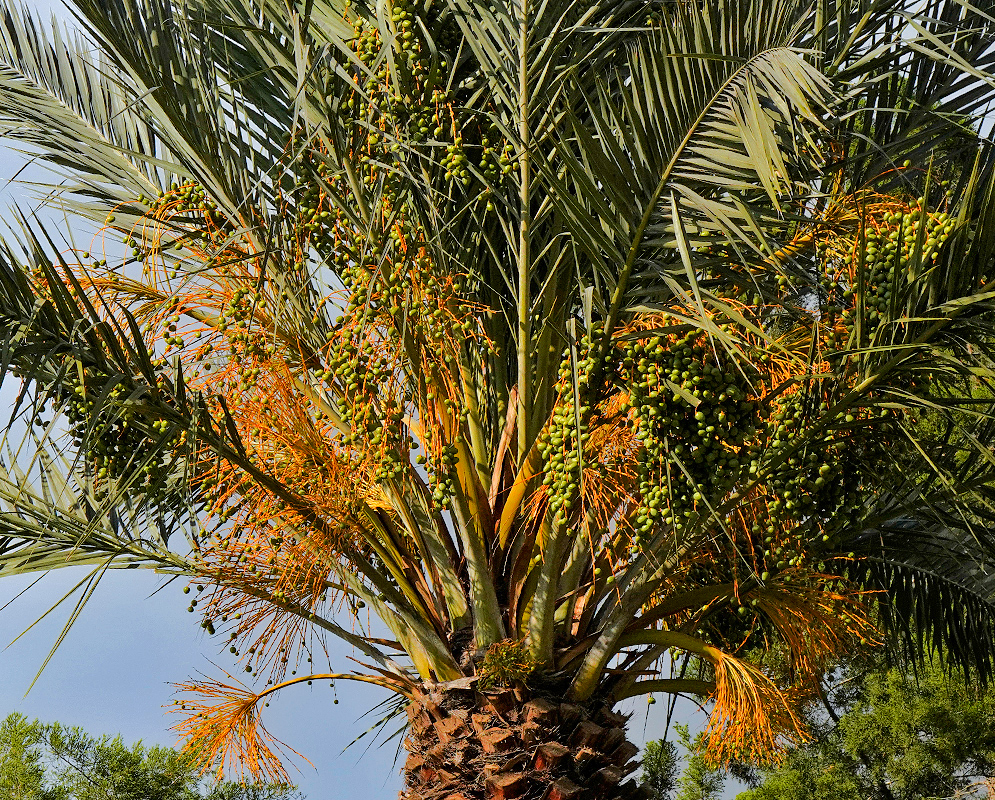 Phoenix canariensis with rusty-orange inflorescences and green fruits under sunlight