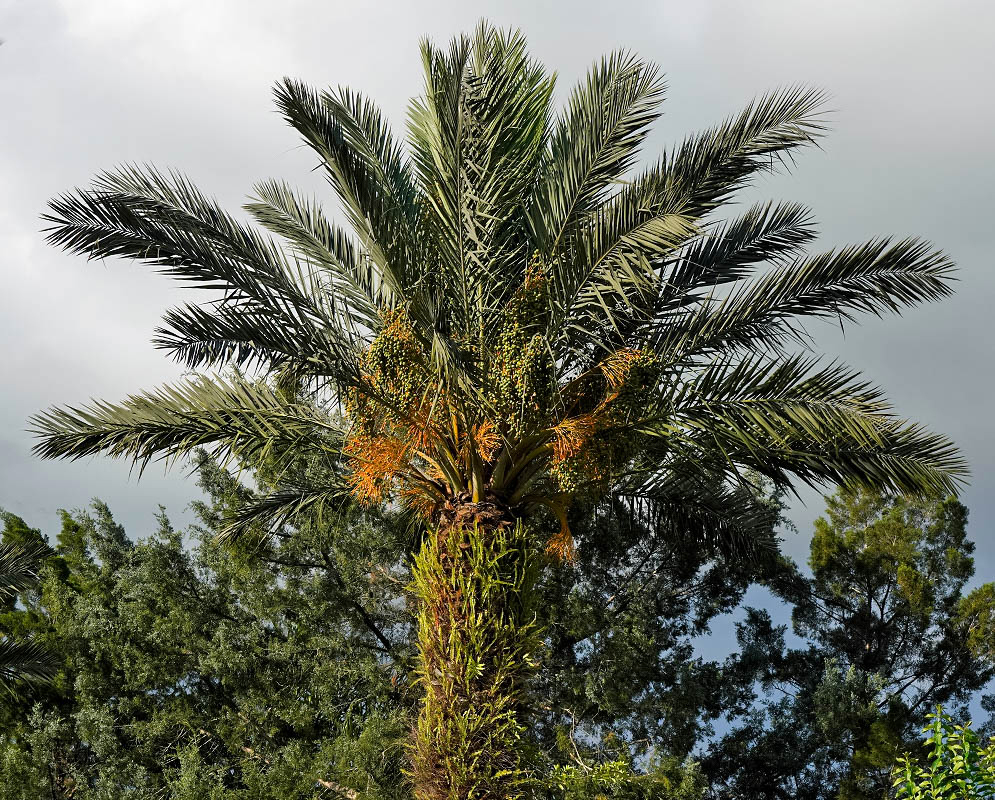 Phoenix canariensis with tree rusty-orange inflorescences and green fruits