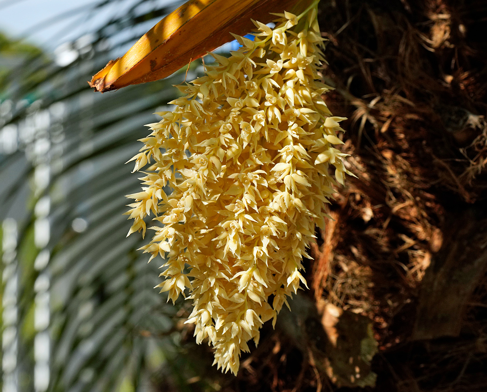 A cascading cluster of creamy yellow Phoenix roebelenii blossoms emerging from a stalk, with each small flower arranged tightly to create a textured, cone-like inflorescence that contrasts with the surrounding feathery fronds.