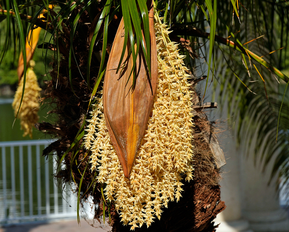 Cascading cluster of creamy yellow Phoenix roebelenii blossoms emerging from a protective, brown bract, with slender, arching fronds surrounding the inflorescence 