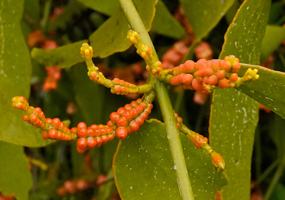 Phoradendron nervosum orange red beadlike fruits arranged along branching spikes