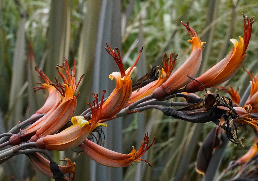 Phormium tenax branch of red orange tubular flowers with projecting dark stamens