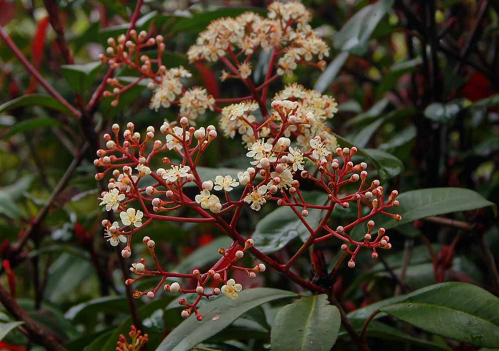 A red Photinia serrulata inflorescence with white flowers