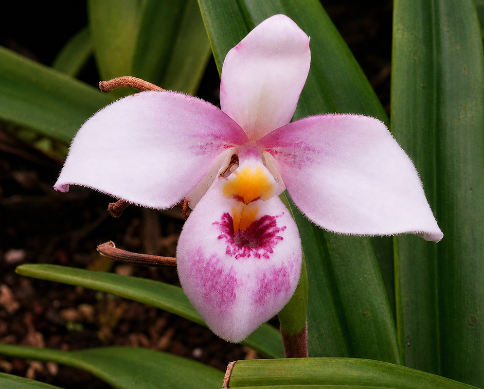 Phragmipedium schlimii pale pink slipper orchid with a deep rose pouch and spotted white center