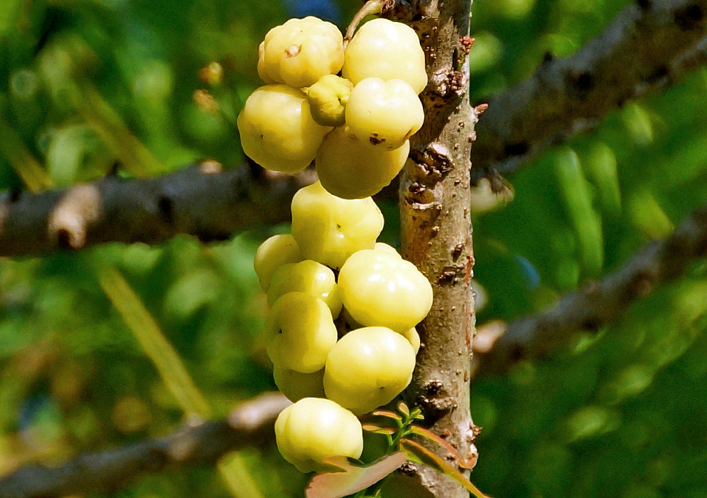 Two clusters of yellow Phyllanthus acidus fruit perpendicular to a tree branch