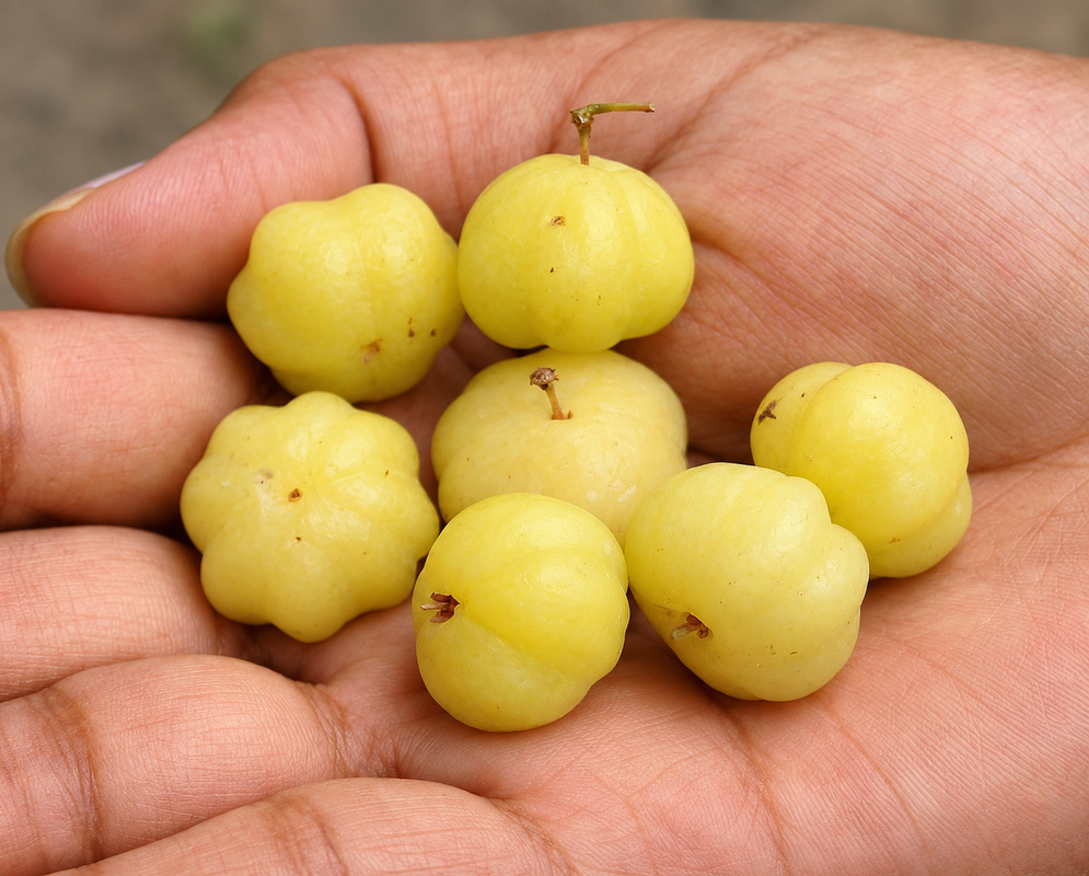 Two clusters of yellow Phyllanthus acidus fruit on the tree under blue sky
