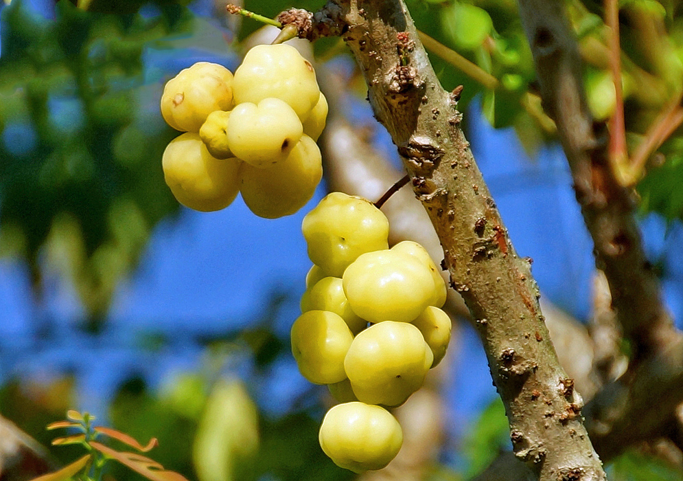 Two clusters of yellow Phyllanthus acidus fruit on the tree under blue sky