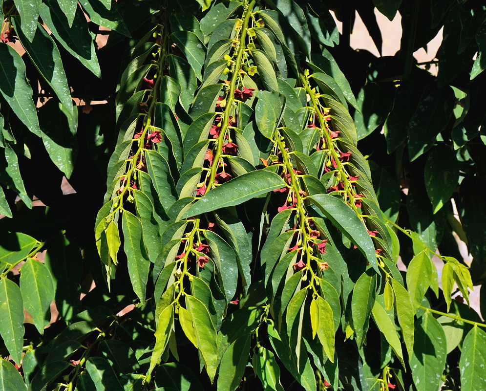 Phyllanthus androgynus slender leafy branchlets with small oval leaves and rounded fruits