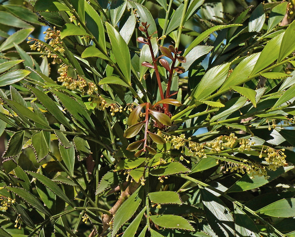 Phyllanthus arbuscula leafy branches with clusters of small pale flowers and developing fruits