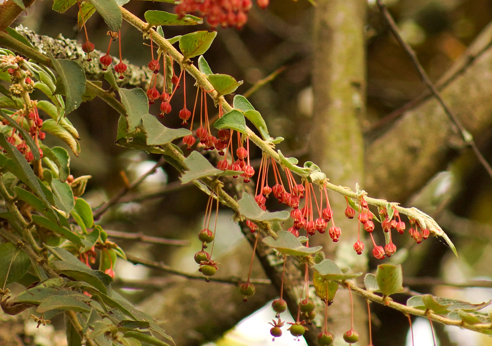 A Phyllanthus salviifolius branch with red cup-shaped flowers hanging from twigs in a pendulous arrangement. 