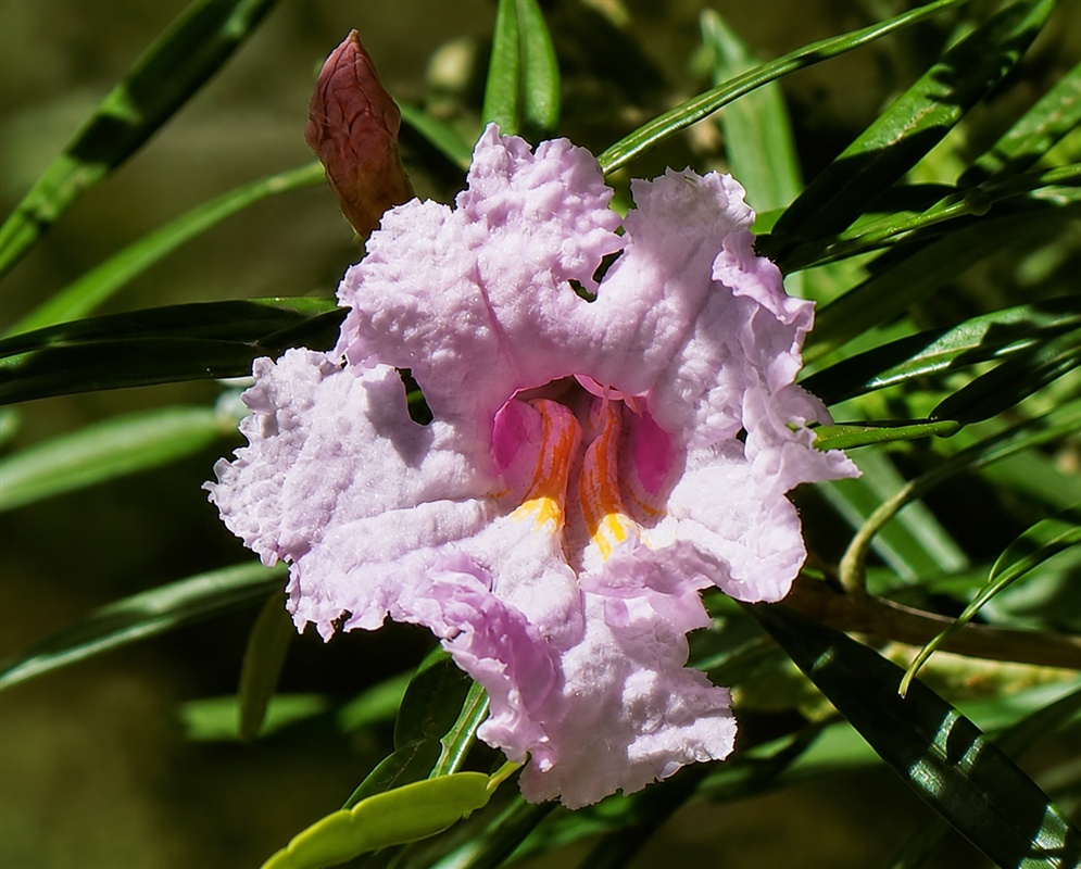 Phyllarthron bernierianum large ruffled pale pink flower with a yellow-orange throat