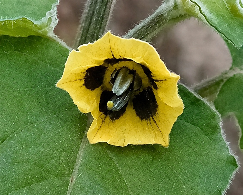 Physalis pubescens yellow bell-shaped flower with a dark center and blue-tipped anthers