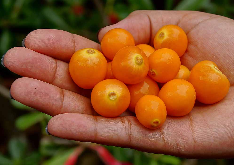 A handful of orange uchuva in the palm of a hand
