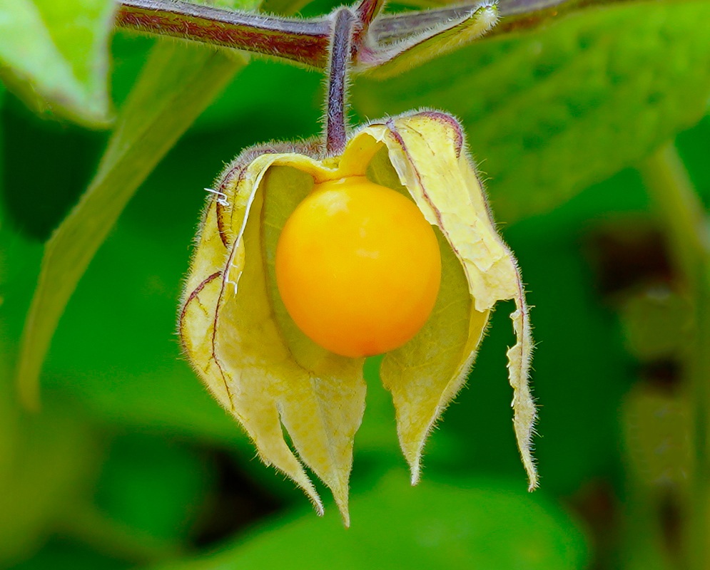 One hanging exposed orange Physalis peruviana fruit inside an opening calyx
