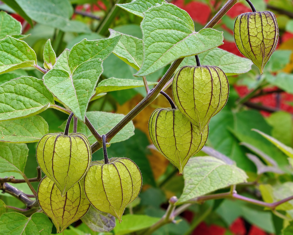 Yellow and orange Physalis peruviana fruit in the palm of a hand