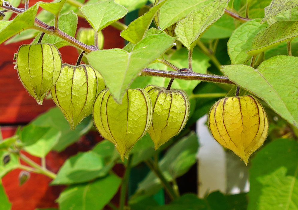 Five Physalis peruviana fruits inside yellow calyx