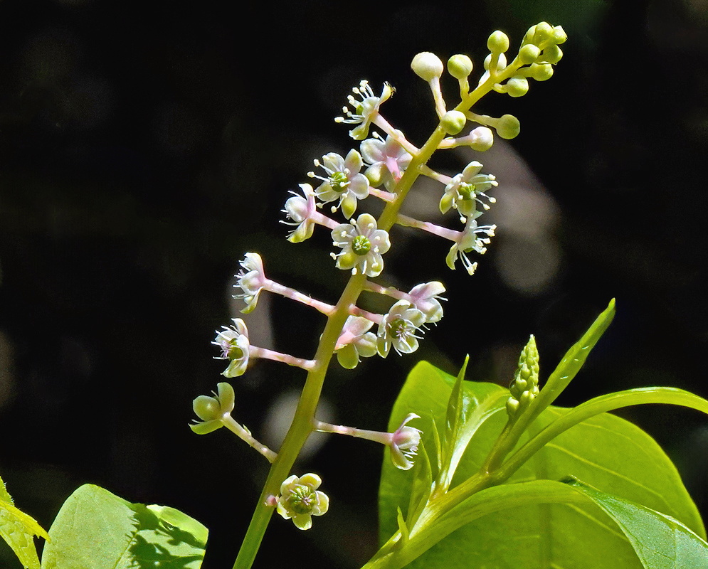 Phytolacca americana upright spike of small pale flowers above bright green leaves