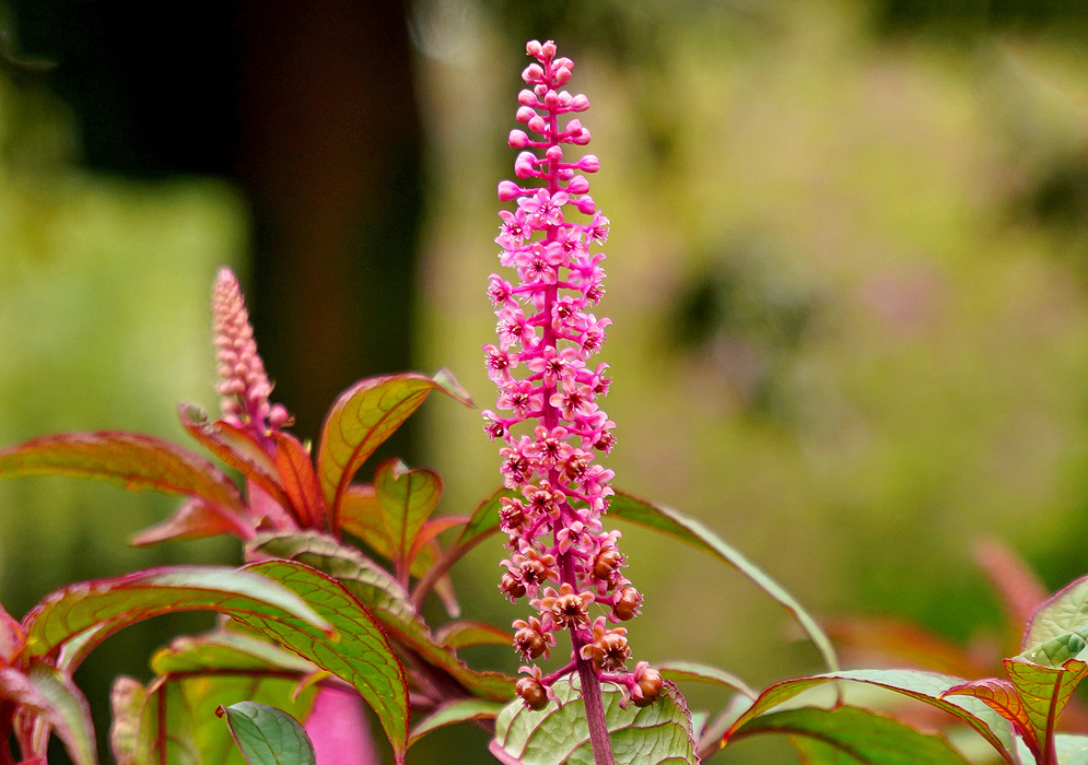 An erect Phytolacca bogotensis inflorescence with pink stems and flowers