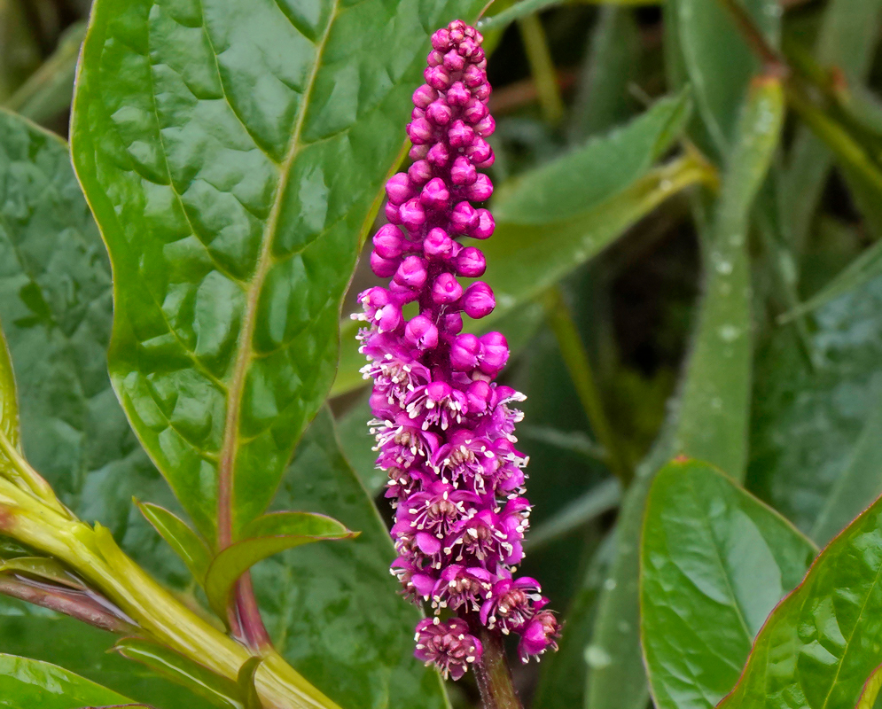Phytolacca bogotensis inflorescene with pink flowers and white anthers