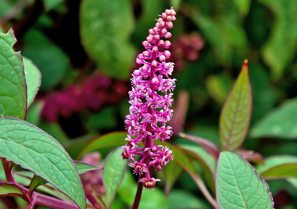 A bright pink Phytolacca bogotensis inflorescene 