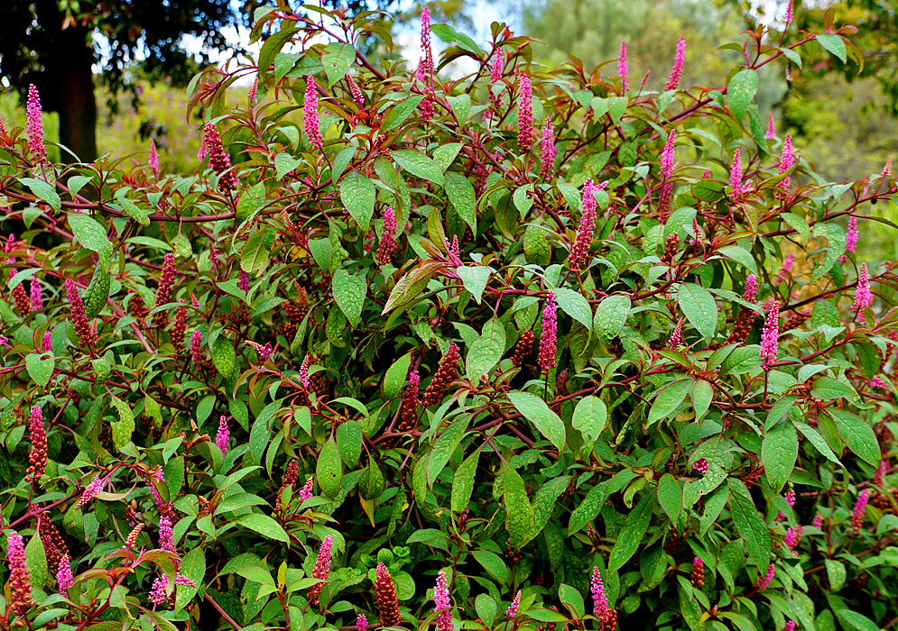 The top of a Phytolacca bogotensis shrub with reddish branches and pink inflorescences