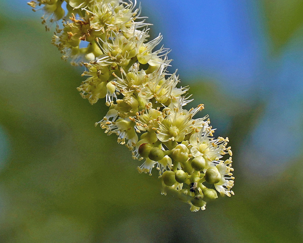 Phytolacca dioica hanging raceme of small greenish-white flowers and developing fruits