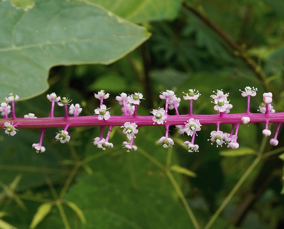Phytolacca rivinoides horizontal magenta raceme lined with tiny white flowers