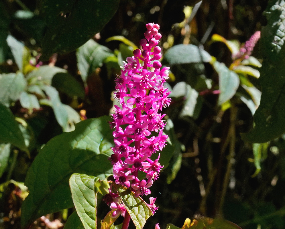 Phytolacca rugosa vivid upright magenta flower raceme surrounded by broad green leaves