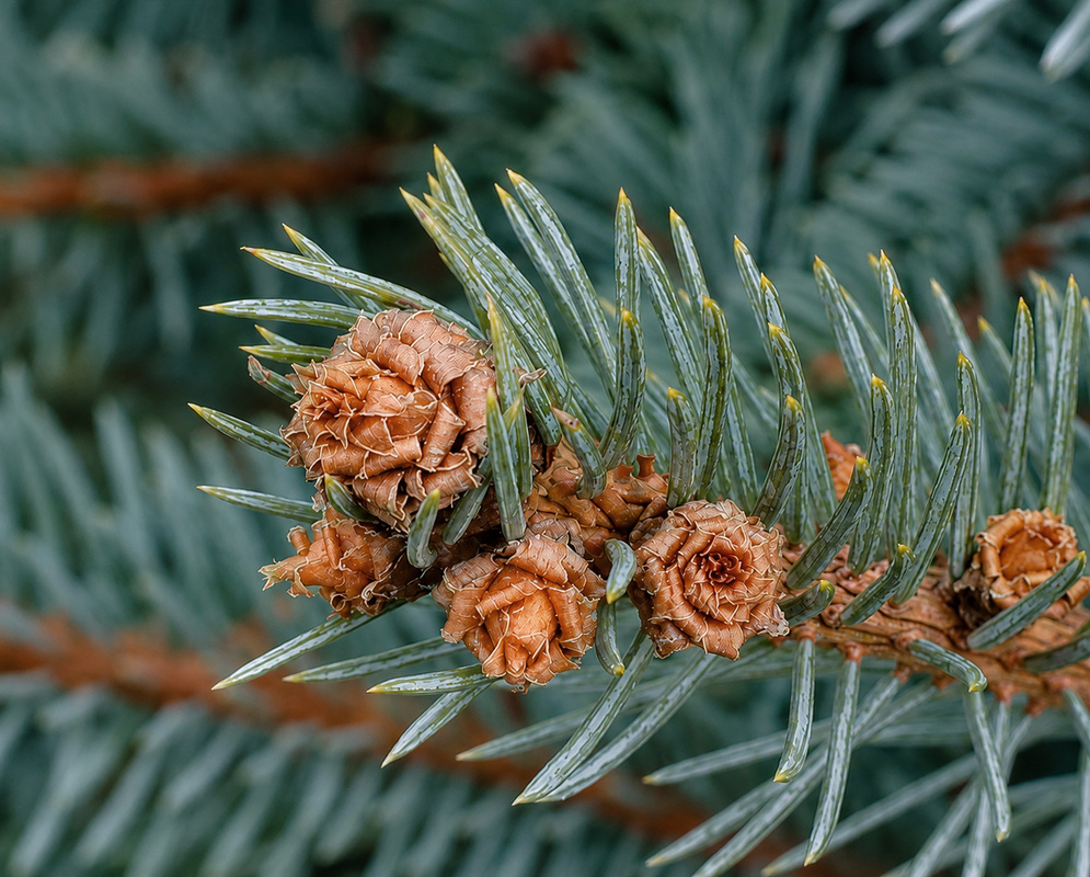 Picea pungens Glauca Globosa branch with blue-gray needles and small brown cones