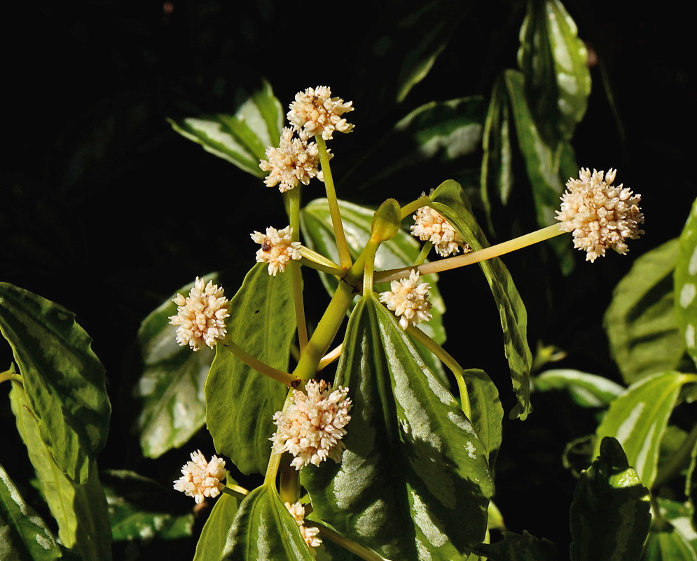Pilea cadierei pale branching flower clusters rising above silver patterned green leaves