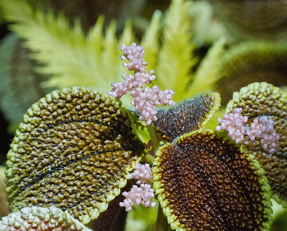 Pilea mollis deeply quilted bronze green leaves surrounding small pale pink flower clusters