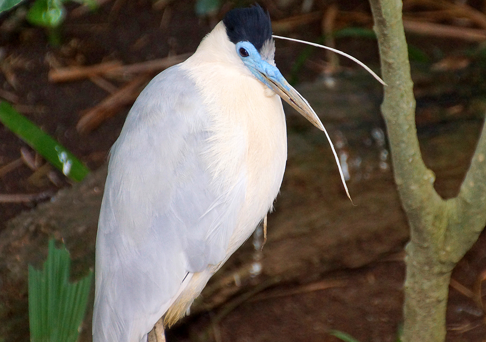 White Pilherodius pileatus with a black crown and blue-faced upclose