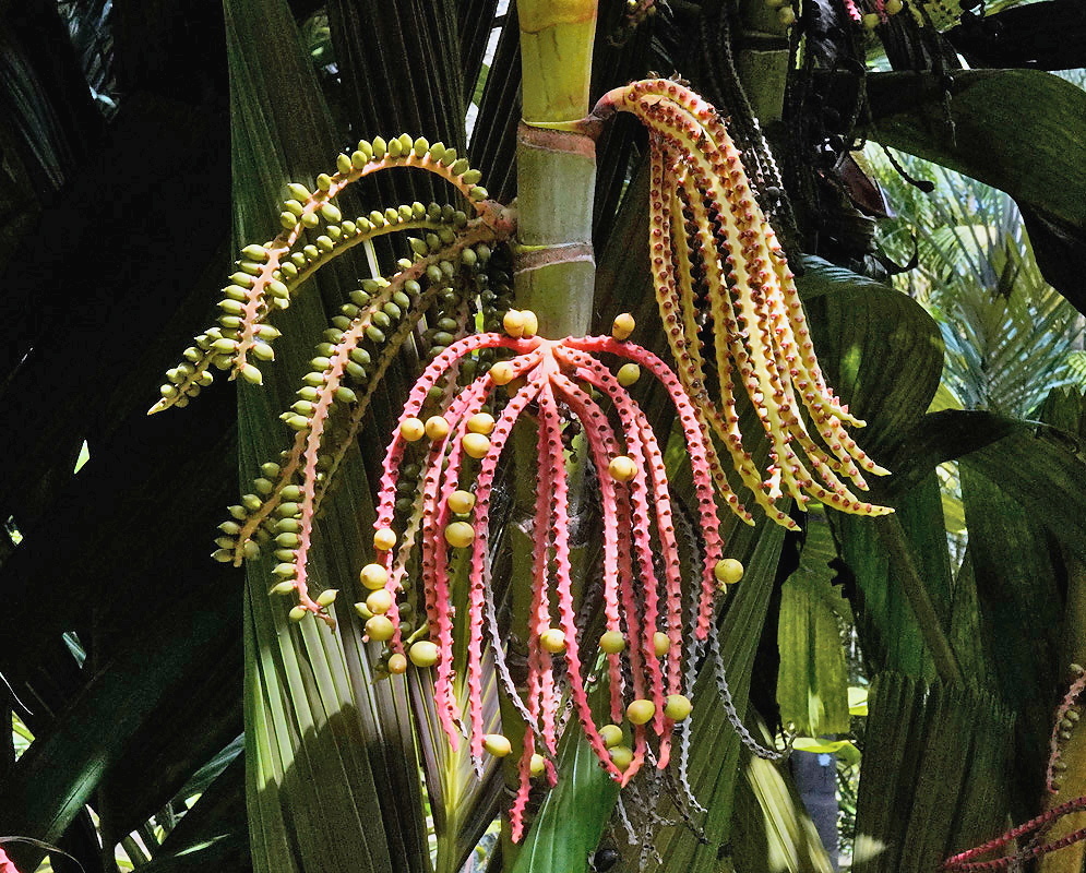 Pinanga coronata corona
