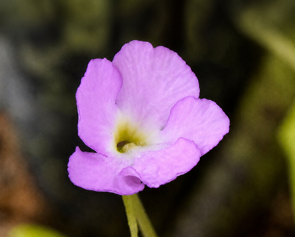 Pinguicula Aphrodite pink flower with broad rounded lobes and a pale green throat